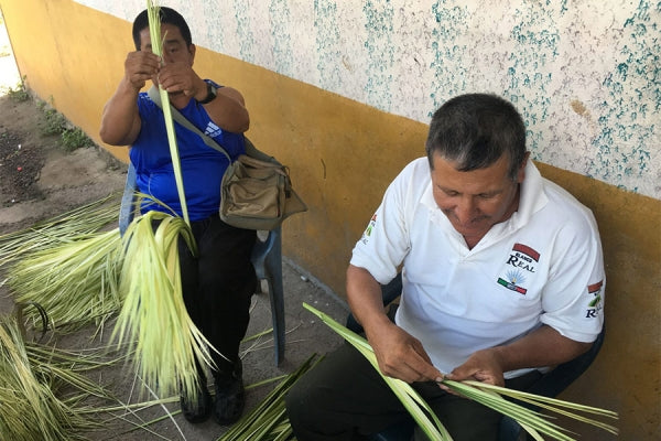 Taming and Harvesting Toquilla straw Montecristi hats